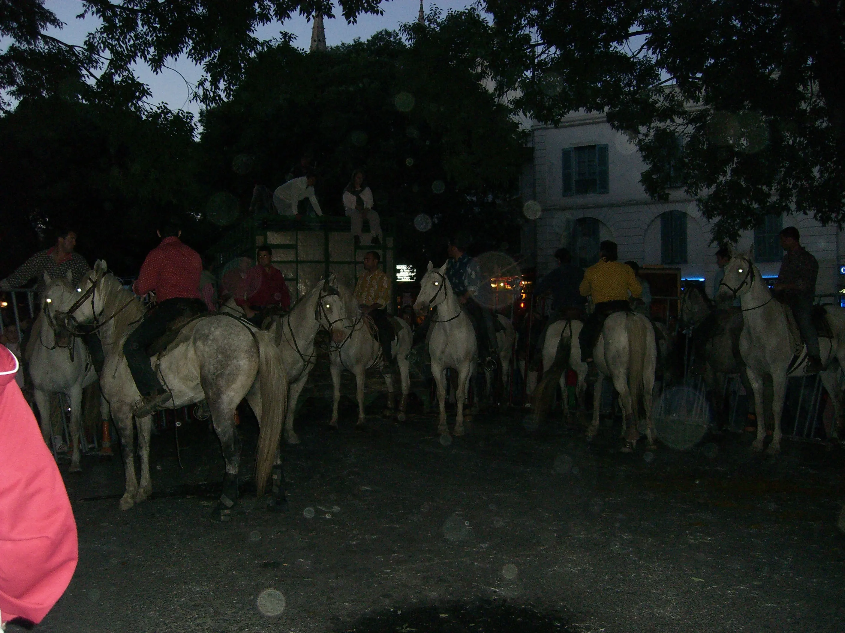 2006 Jun - The abrivados (herdsmen guiding bulls through the streets) - Nîmes